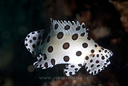 Barramundi / humpback grouper / panther fish (cronileptes altivelis) moving around the reef searching for food, Police pier, Lembeh strait, Celebes sea, Pacific Ocean, Sulawesi, Indonesia, Asia