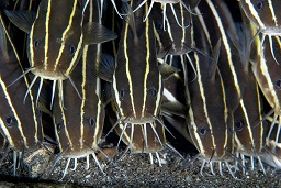 Striped catfish (plotosus lineatus) swarming over the bottom forsaging for food, Police pier, Lembeh strait, Celebes sea, Pacific Ocean, Sulawesi, Indonesia, Asia