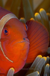 Female spinecheek anenomefish (prennas biaculeatus) being defenesive from the safety of it's anenome (entacmaea quadricolor), Angel's window, Lembeh strait, Celebes sea, Pacific Ocean, Sulawesi, Indonesia, Asia