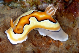 Co's chromodoris nudibranch (chromodoris coi), Angel's window, Lembeh strait, Celebes sea, Pacific Ocean, Sulawesi, Indonesia, Asia