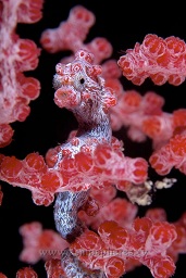 Pygmy seahorse (hippocampus bargibanti) on a muricella sea fan, Nudi falls, Lembeh strait, Celebes sea, Pacific Ocean, Sulawesi, Indonesia, Asia