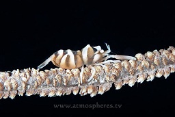 Coral shrimp (dasycaris zanzibarica) on a sea whip, Nudi falls, Lembeh strait, Celebes sea, Pacific Ocean, Sulawesi, Indonesia, Asia