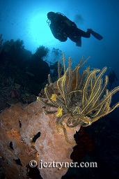 A diver swims past the featherstar covered sponge growing from the reef wall, Panjang reef, Moyo island, Sumbawa, Flores sea, Indian Ocean, Indonesia, Asia