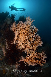 A diver swims past the featherstar covered sea fans that grow from the reef wall, Panjang reef, Moyo island, Sumbawa, Flores sea, Indian Ocean, Indonesia, Asia