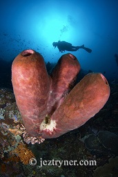 A diver swimming past some of the huge tube sponges that sprout out from the reef slopes with the sun in the background, Panjang reef, Moyo island, Sumbawa, Flores sea, Indian Ocean, Indonesia, Asia