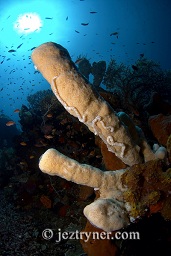 Large tube sponges (Kallypilidion sp.) grow out of the wall at depth with the sun in the background,, Angel reef, Moyo island, Sumbawa, Flores sea, Indian Ocean, Indonesia, Asia