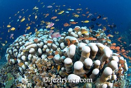 Anthias swarming over the reef top, Angel reef, Moyo island, Sumbawa, Flores sea, Indian Ocean, Indonesia, Asia
