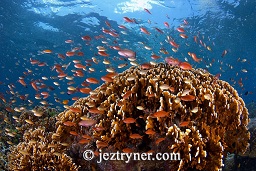 Anthias swarming over the reef top, Angel reef, Moyo island, Sumbawa, Flores sea, Indian Ocean, Indonesia, Asia