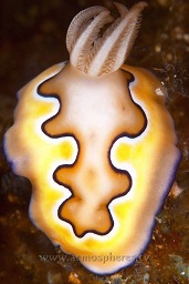 Co's chromodoris nudibranch (chromodoris coi), Angel reef, Moyo island, Sumbawa, Indian ocean,  Asia