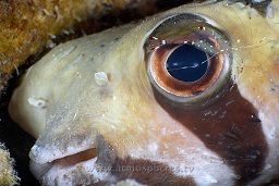 Masked / blotched porcupine pufferfish (Diodon liturosus) being cleaned by a Bruun's cleaner shrimp (urocaridella antonbruunii) , Angel reef, Moyo island, Sumbawa, Indian ocean,  Asia