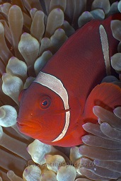 Female spinecheek anenomefish (prennas biaculeatus), Angel reef, Moyo island, Sumbawa, Indian ocean,  Asia