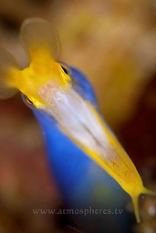 Blue ribbon eel (rhinomuraena quaesita) attempting to swallow the camera, Angel reef, Moyo island, Sumbawa, Indian ocean,  Asia