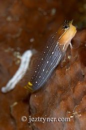 Pictus blenny (Ecsenius pictus), Angel reef, Moyo island, Sumbawa, Flores sea, Indian Ocean, Indonesia, Asia