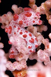 Pygmy seahorse (hippocampus bargibanti) on a muricella sp. sea fan, Panjang reef, Moyo island, Sumbawa, Indian ocean,  Asia
