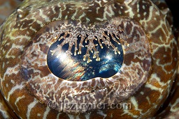 Beaufort's Crocodile flathead fish (cymbacephalus beauforti) eye close up displaying the weird eye lashes, HBO point, North Sulawesi, Celebes sea, Pacific Ocean, Sulawesi, Indonesia, Asia