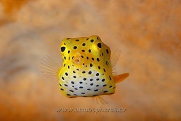 A Yellow boxfish (ostracion cubicus) with a barrel sponge in the background, HBO point, North Sulawesi, Celebes sea, Pacific Ocean, Sulawesi, Indonesia, Asia