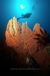 A diver studies a beautiful gorginan sea fan on the wall silouetted by the sun in the background, Pulisan, North Sulawesi, Celebes sea, Pacific Ocean, Sulawesi, Indonesia, Asia