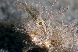 Ambon scorpionfish (pteroidichthys amboinensis) on the volcanic sandy bottom, Paradise pier, North Sulawesi, Celebes sea, Pacific Ocean, Sulawesi, Indonesia, Asia