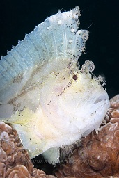 White Leaf scorpionfish (taenianotus triacanthus) hunting the small fish swirling around his position on top of the coral bommie, Paradise pier, North Sulawesi, Celebes sea, Pacific Ocean, Sulawesi, Indonesia, Asia