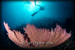 A diver swims above the amazing corals at Nudi rock, Fiabacet, Misool, Raja Ampat, Indonesia, Indian ocean, Asia