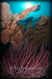 A diver swims above the amazing corals at Nudi rock, Fiabacet, Misool, Raja Ampat, Indonesia, Indian ocean, Asia