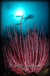 A diver swims above the amazing corals at Nudi rock, Fiabacet, Misool, Raja Ampat, Indonesia, Indian ocean, Asia