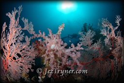A diver swims above the amazing corals at Nudi rock, Fiabacet, Misool, Raja Ampat, Indonesia, Indian ocean, Asia
