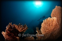 A diver swims above the amazing corals at Nudi rock, Fiabacet, Misool, Raja Ampat, Indonesia, Indian ocean, Asia