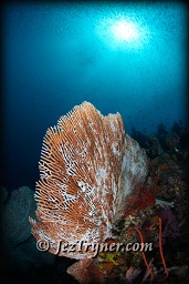 The amazing corals at Nudi rock, Fiabacet, Misool, Raja Ampat, Indonesia, Indian ocean, Asia