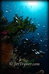 The amazing corals at Nudi rock, Fiabacet, Misool, Raja Ampat, Indonesia, Indian ocean, Asia