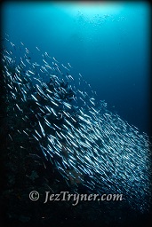 A diver swims above the amazing corals at Nudi rock, Fiabacet, Misool, Raja Ampat, Indonesia, Indian ocean, Asia