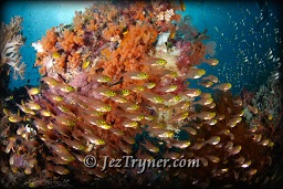 The amazing corals at Nudi rock, Fiabacet, Misool, Raja Ampat, Indonesia, Indian ocean, Asia
