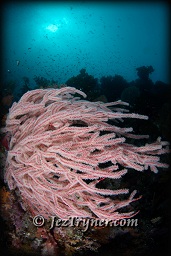 The coral that grows on the bommie at Whale rock create a stunning contrast with the blue water, Fiabacet, Misool, Raja Ampat, Indonesia, Indian ocean, Asia