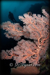 A diver swims over the  coral that grows on the bommie at Whale rock creates a stunning contrast with the blue water, Fiabacet, Misool, Raja Ampat, Indonesia, Indian ocean, Asia