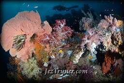 A diver swims over the  coral that grows on the bommie at Whale rock creates a stunning contrast with the blue water, Fiabacet, Misool, Raja Ampat, Indonesia, Indian ocean, Asia
