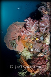 The coral that grows on the bommie at Whale rock create a stunning contrast with the blue water, Fiabacet, Misool, Raja Ampat, Indonesia, Indian ocean, Asia