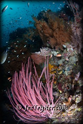 The coral that grows on the bommie at Whale rock create a stunning contrast with the blue water, Fiabacet, Misool, Raja Ampat, Indonesia, Indian ocean, Asia