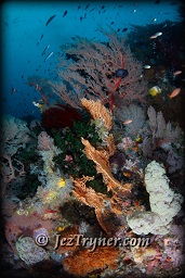 The corals that grow on the bommie at Whale rock create a stunning contrast with the blue water, Fiabacet, Misool, Raja Ampat, Indonesia, Indian ocean, Asia