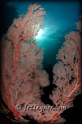 The corals that grow on the bommie at Whale rock create a stunning contrast with the blue water, Fiabacet, Misool, Raja Ampat, Indonesia, Indian ocean, Asia