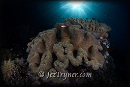 The corals that grow on the bommie at Whale rock create a stunning contrast with the blue water, Fiabacet, Misool, Raja Ampat, Indonesia, Indian ocean, Asia