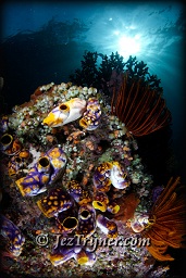 Golden sea squirts (polycarpa aurata) in the shallows, Fiabacet, Misool, Raja Ampat, Indonesia, Indian ocean, Asia