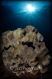 The corals that grow on the bommie at Whale rock create a stunning contrast with the blue water, Fiabacet, Misool, Raja Ampat, Indonesia, Indian ocean, Asia