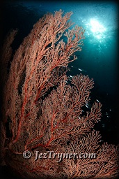The corals that grow on the bommie at Whale rock create a stunning contrast with the blue water, Fiabacet, Misool, Raja Ampat, Indonesia, Indian ocean, Asia