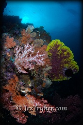 The variety and colours of corals at the window at Boo island baffle the senses, Raja Ampat, Indonesia, Indian ocean, Asia