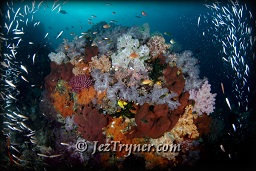 The variety and colours of corals at the window at Boo island baffle the senses, Raja Ampat, Indonesia, Indian ocean, Asia