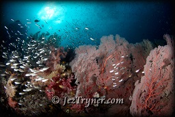 The variety and colours of corals at the window at Boo island baffle the senses, Raja Ampat, Indonesia, Indian ocean, Asia