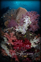 The variety and colours of corals at the window at Boo island baffle the senses, Raja Ampat, Indonesia, Indian ocean, Asia