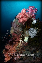 The variety and colours of corals at the window at Boo island baffle the senses, Raja Ampat, Indonesia, Indian ocean, Asia