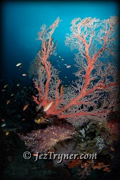 The variety and colours of corals at the window at Boo island baffle the senses, Raja Ampat, Indonesia, Indian ocean, Asia