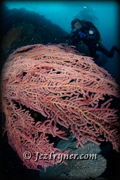 A diver marvels at quite possibly the most beautiful corals in the world at the ridge at Boo island, Raja Ampat, Indonesia, Indian ocean, Asia